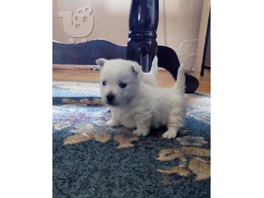 Westie terrier